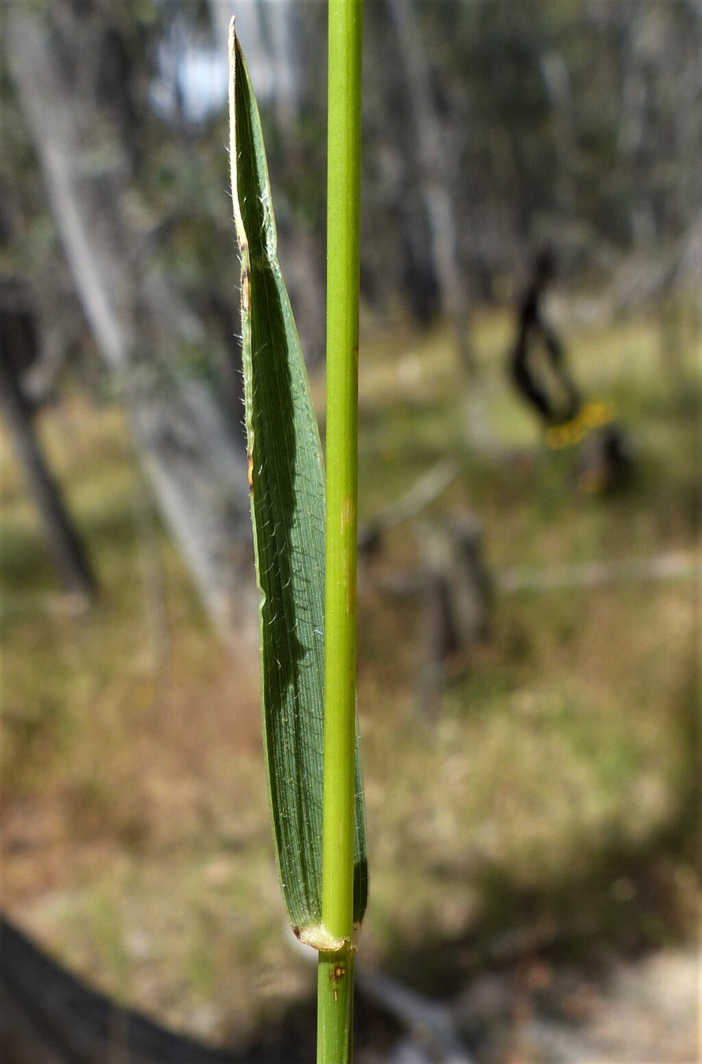 Microlaena stipoides (hero image)