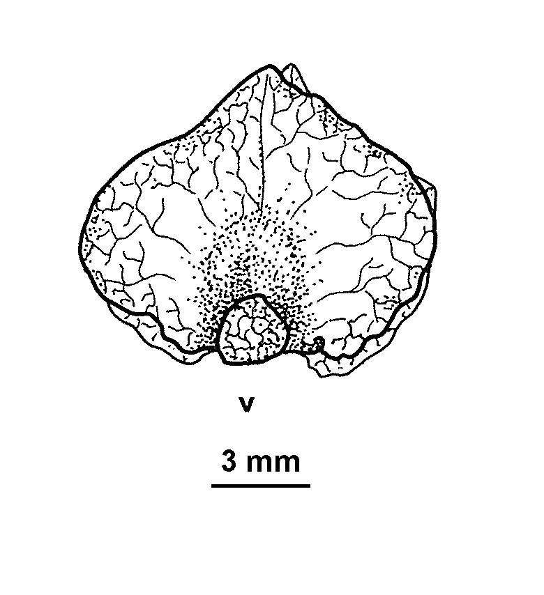 Atriplex vesicaria subsp. variabilis (hero image)