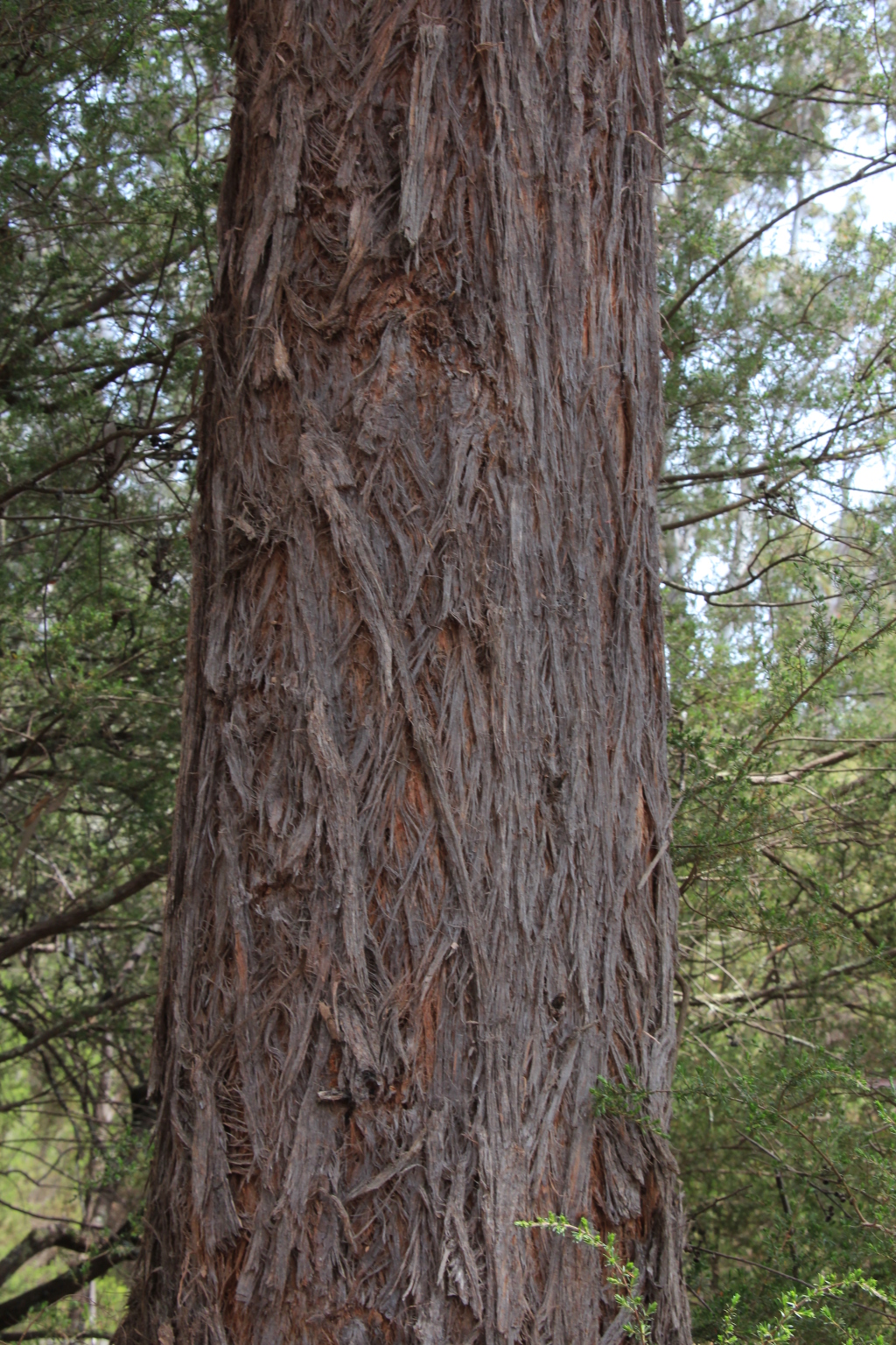 Eucalyptus globoidea (hero image)