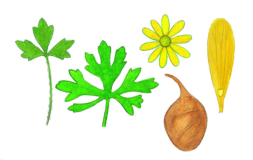 Ranunculus glabrifolius (hero image)