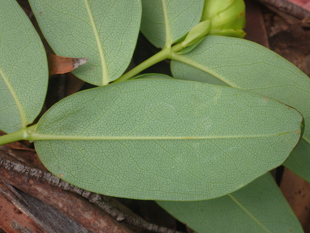 Hypericum calycinum (hero image)
