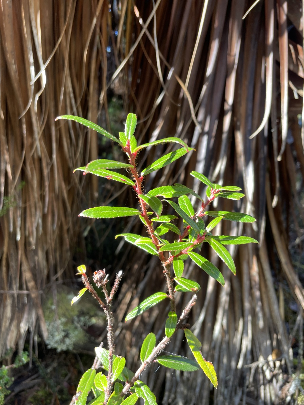 Gaultheria hispida (hero image)