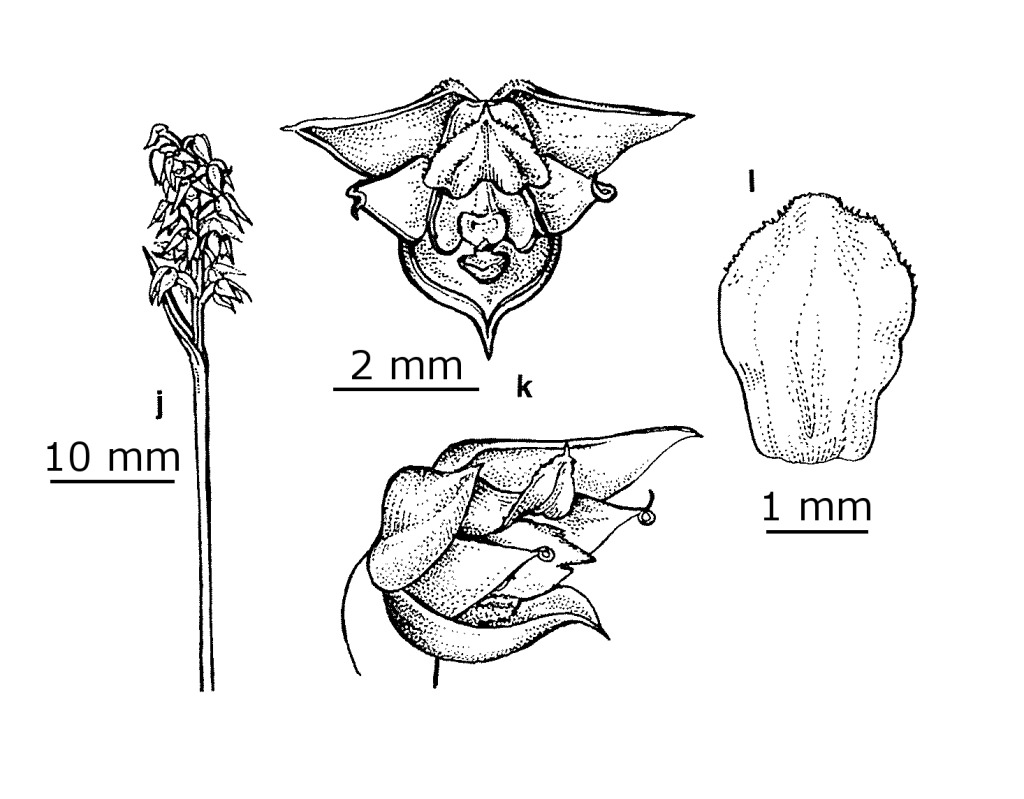 Corunastylis pumila (hero image)