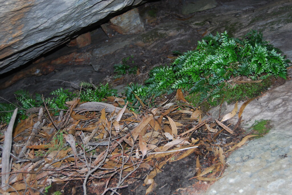 Asplenium (hero image)