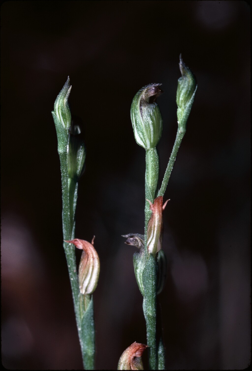 Pterostylis parviflora (hero image)