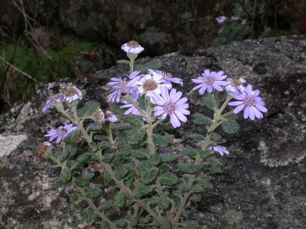 Olearia asterotricha (hero image)