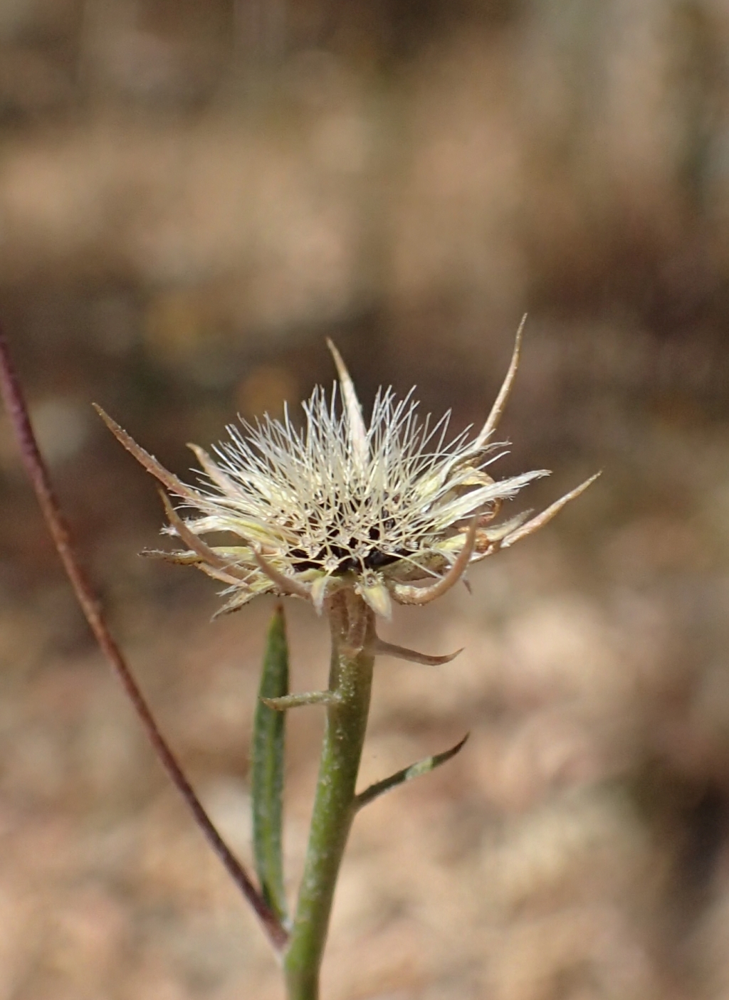 Tolpis (hero image)
