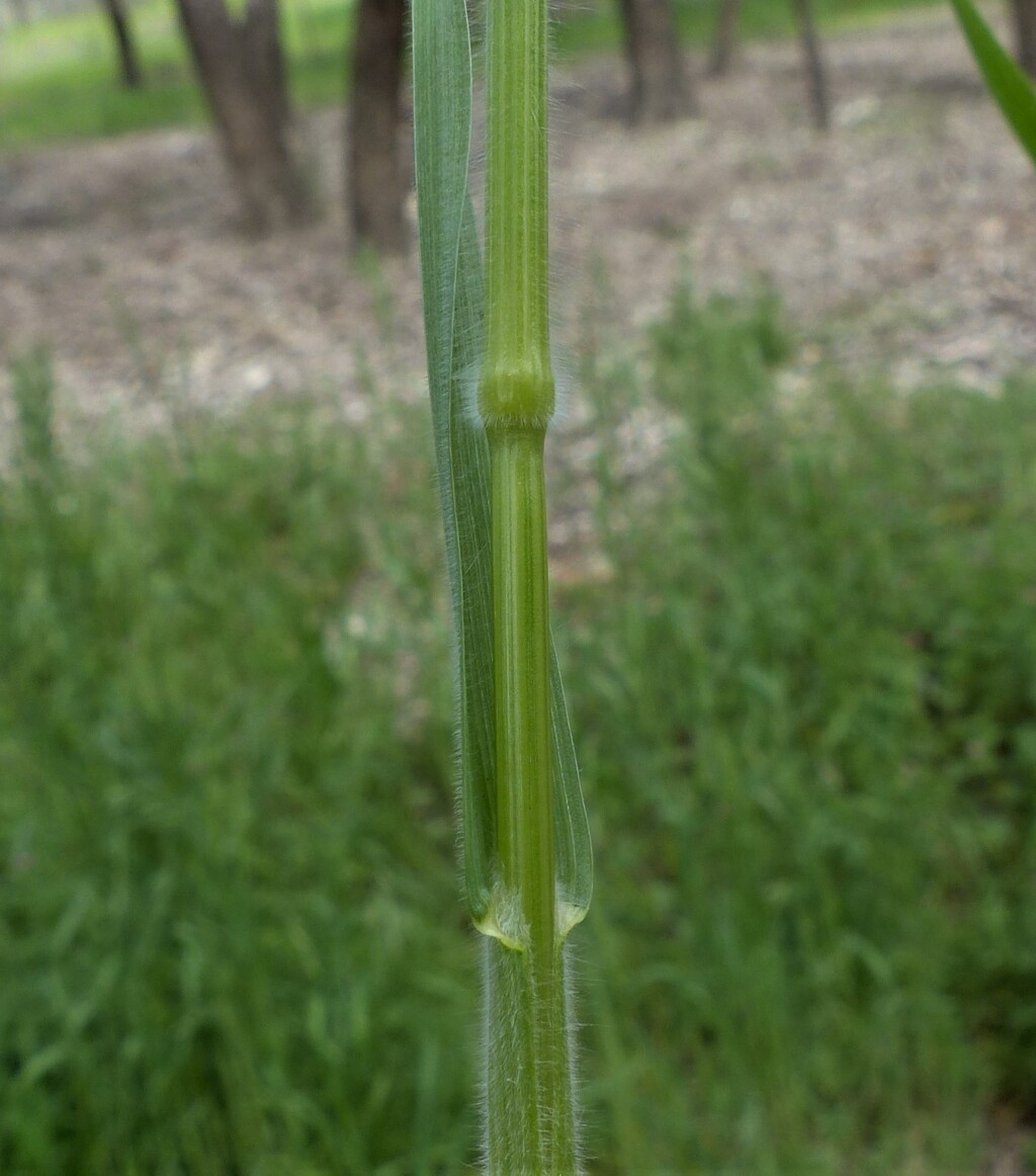 Bromus hordeaceus (hero image)