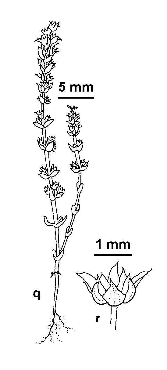 Crassula exserta (hero image)