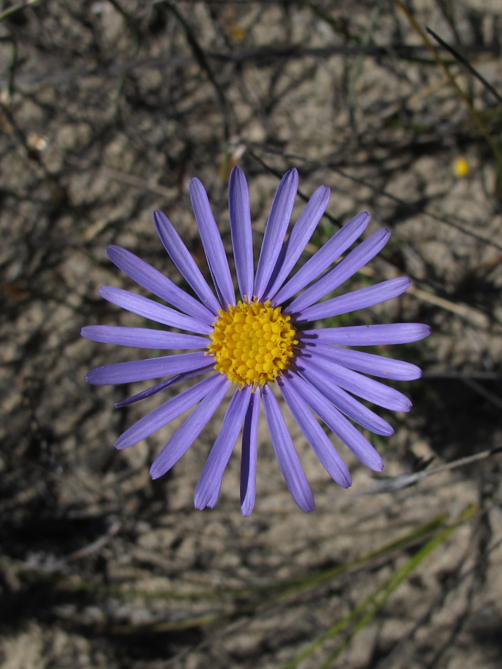 Olearia ciliata (hero image)