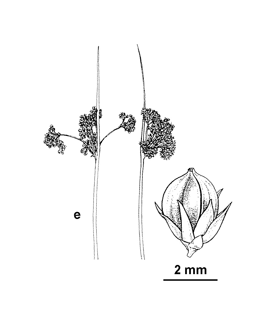 Juncus brevibracteus (hero image)