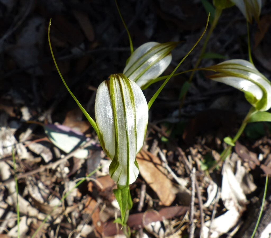 Pterostylis ampliata (hero image)