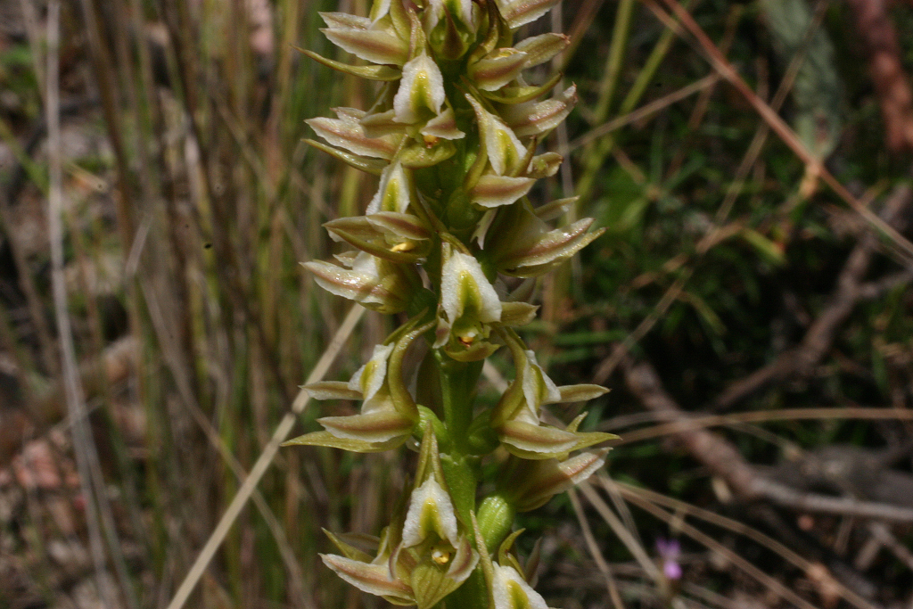 Prasophyllum sp. aff. montanum (hero image)