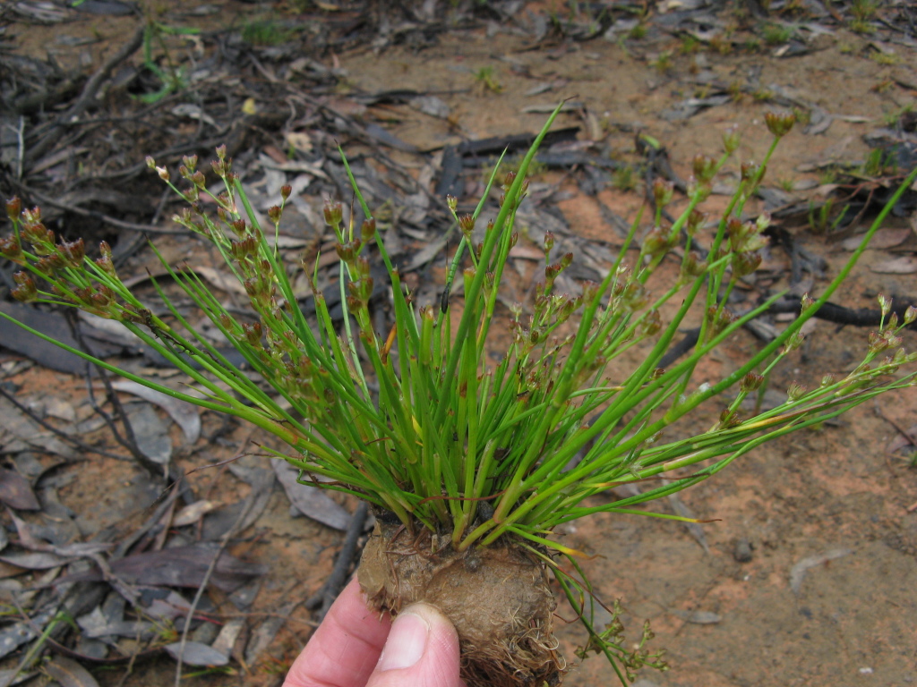 Juncus oxycarpus (hero image)