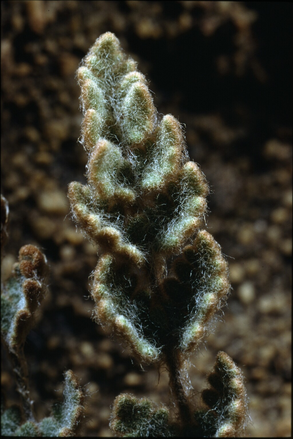 Cheilanthes lasiophylla (hero image)