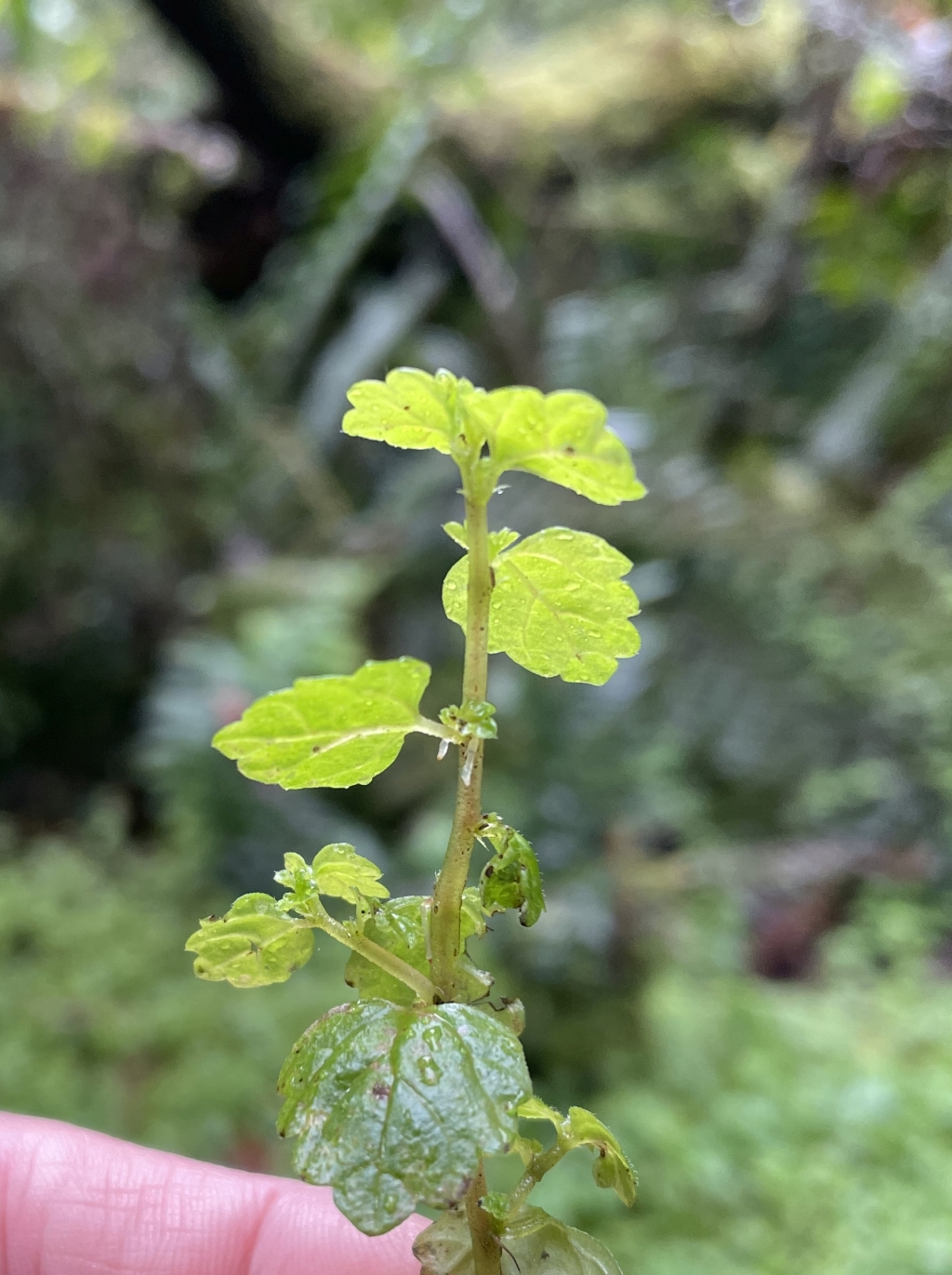 Australina pusilla subsp. pusilla (hero image)