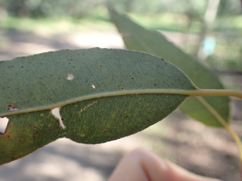 Eucalyptus saligna (hero image)
