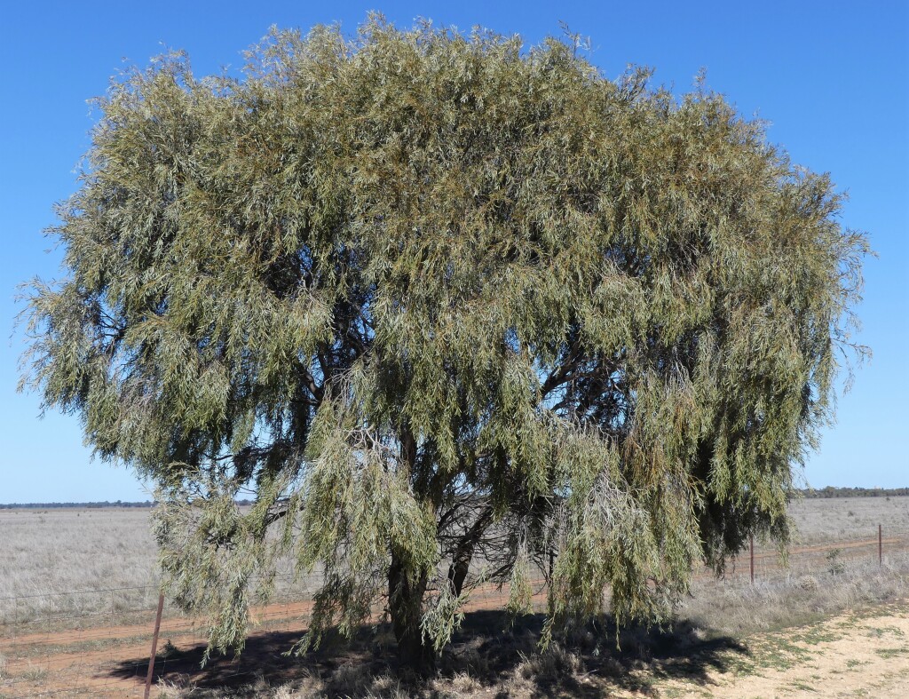 Acacia pendula (hero image)
