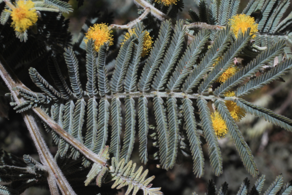 Acacia dealbata (hero image)