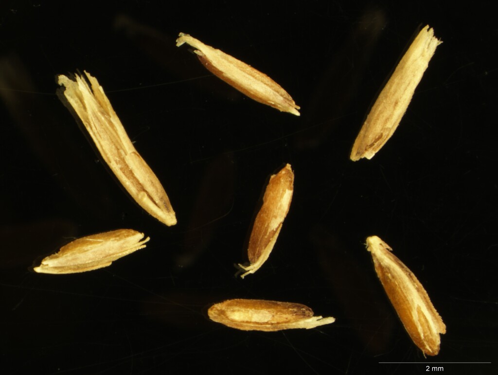 Poa lowanensis (hero image)