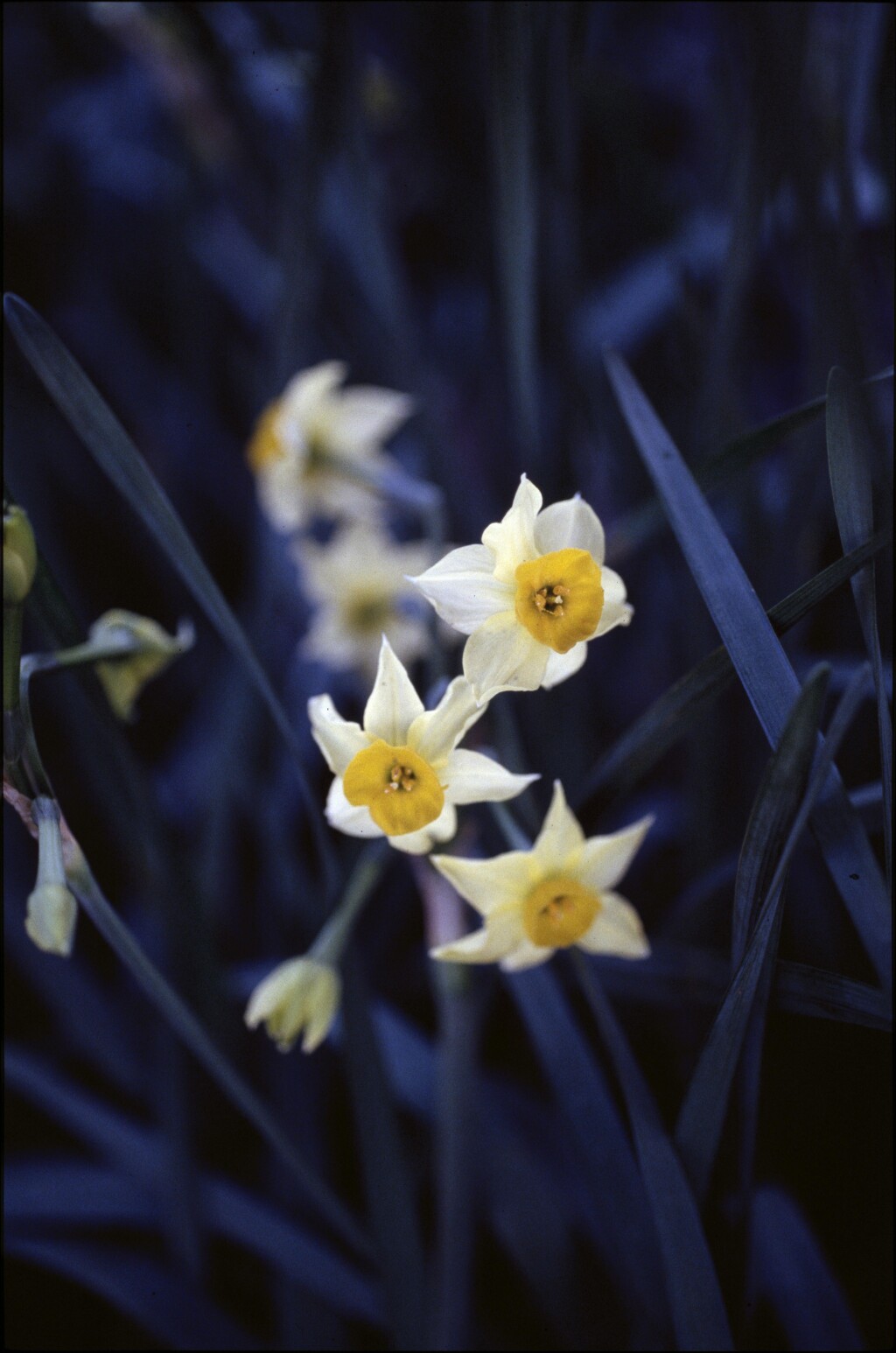 Narcissus tazetta subsp. italicus (hero image)