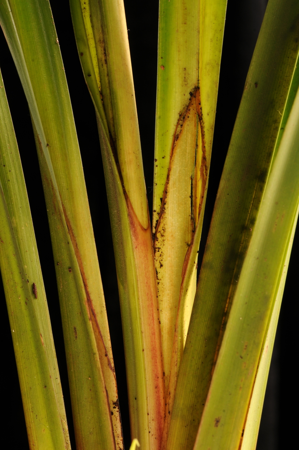 Carex pendula (hero image)