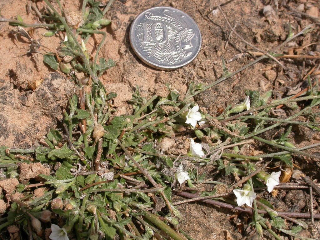 Convolvulus clementii (hero image)