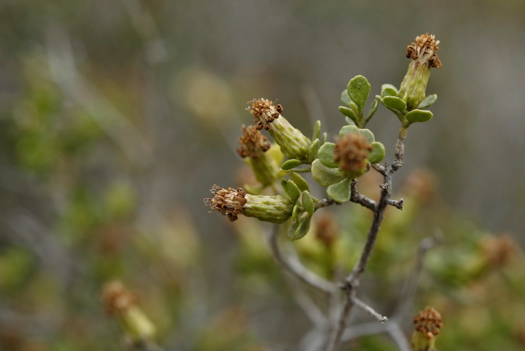Olearia muelleri (hero image)