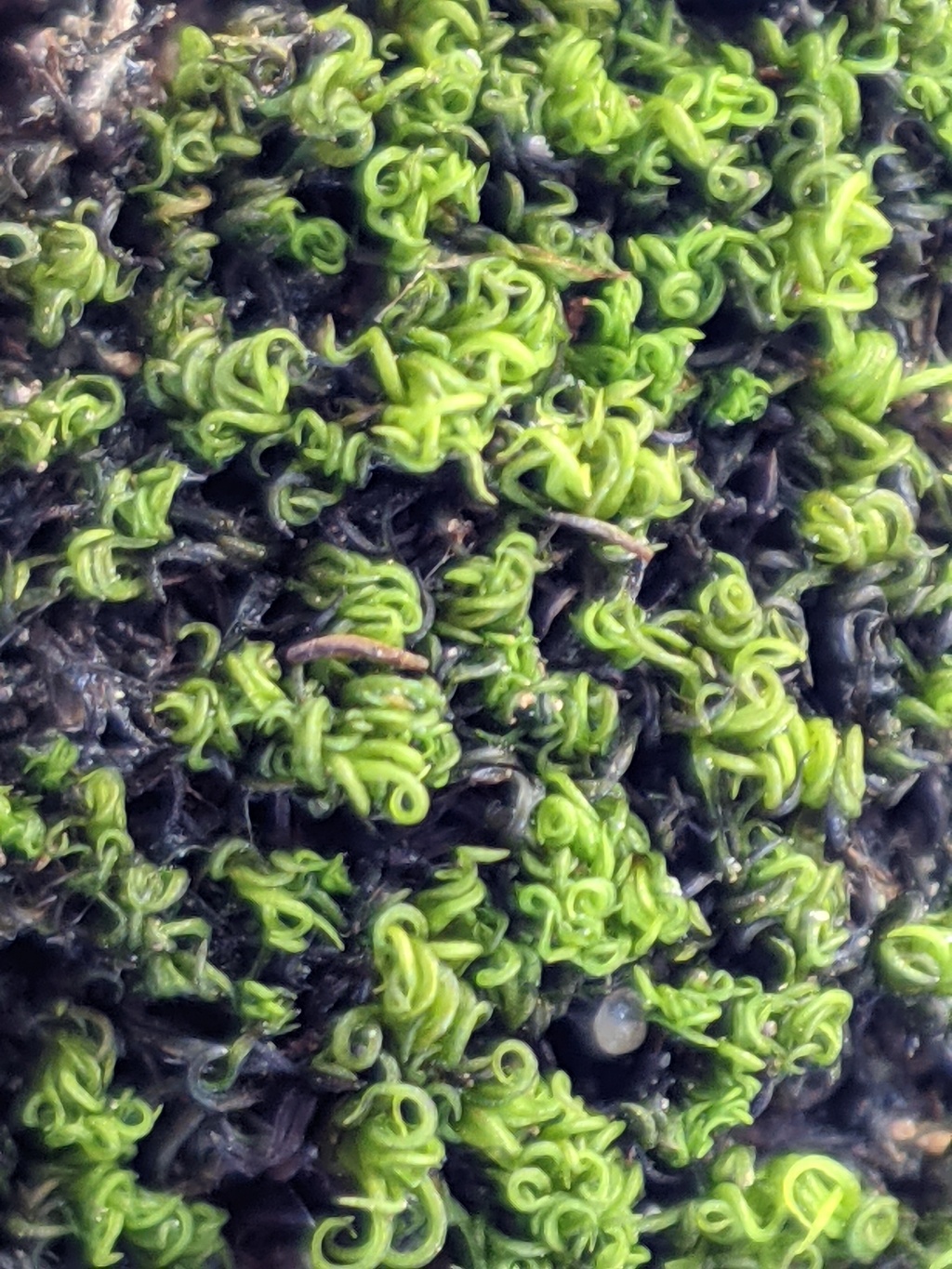 Rhabdoweisiaceae (hero image)