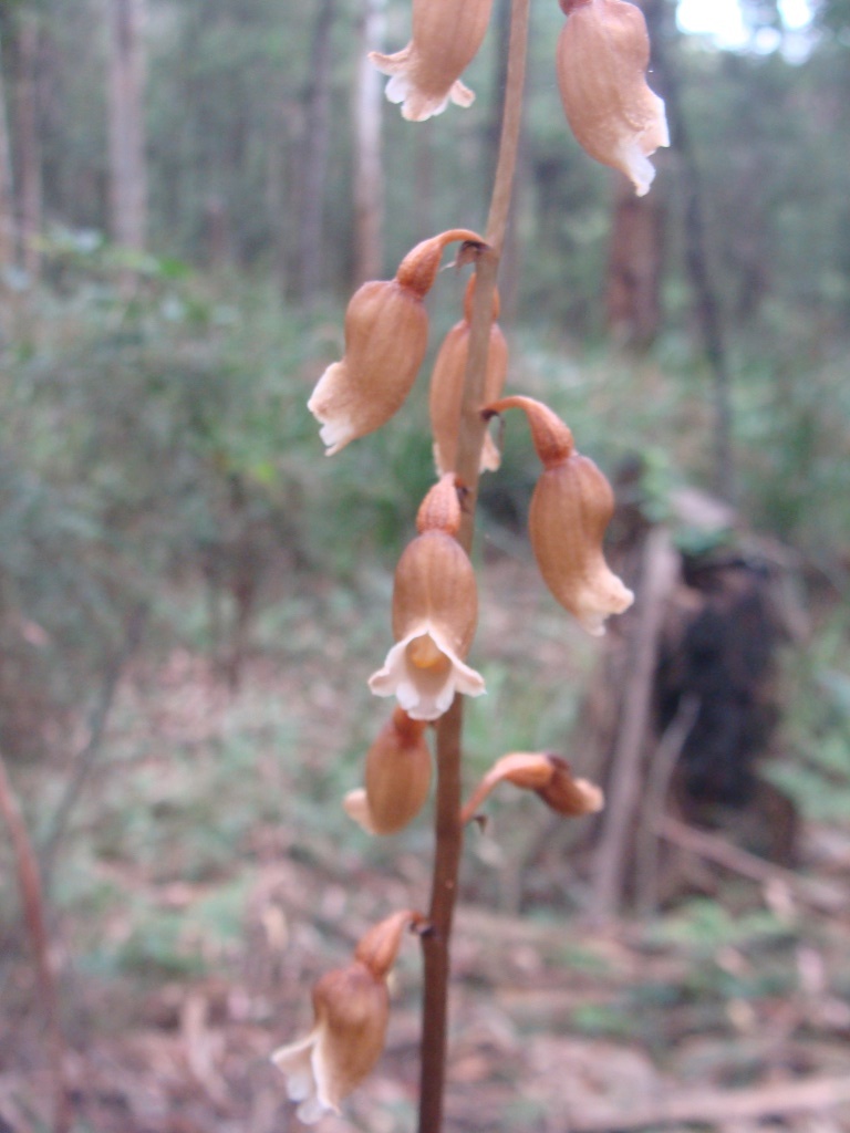 Gastrodia procera (hero image)