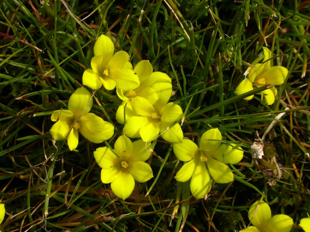 Moraea fugacissima (hero image)