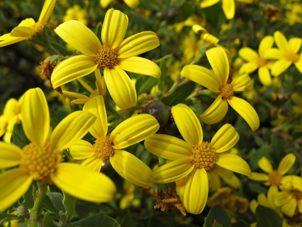 Chrysanthemoides monilifera (hero image)