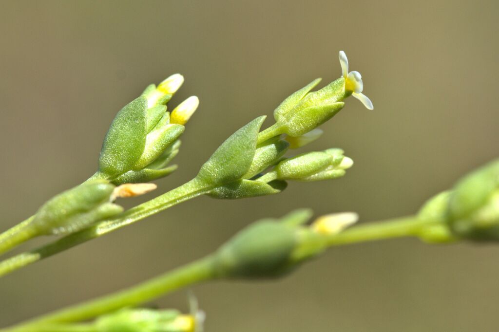 Sebaea albidiflora (hero image)