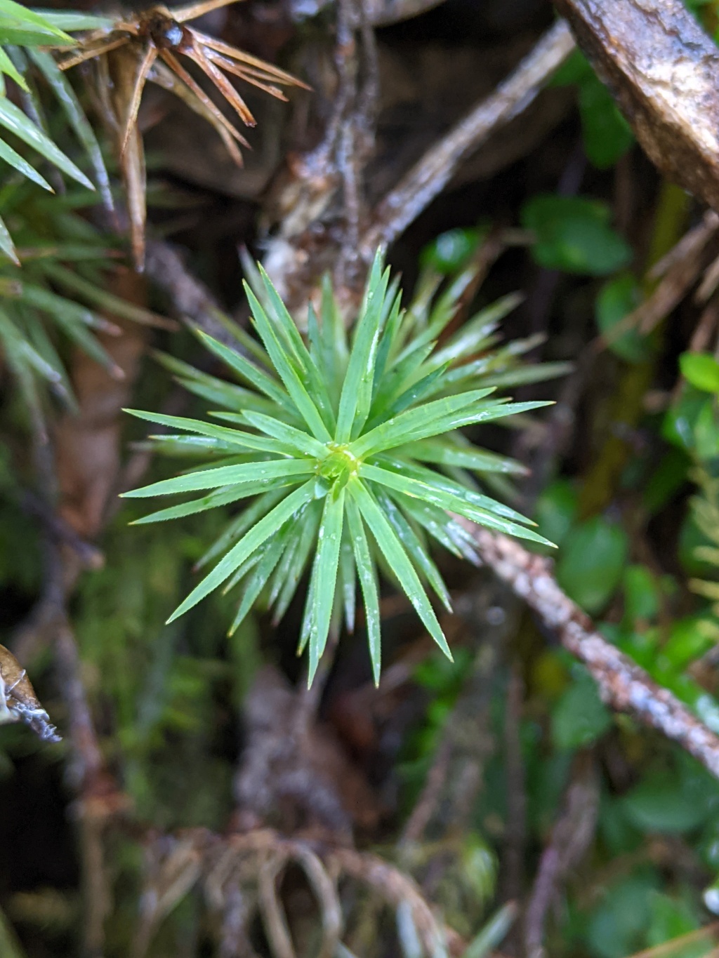 Dawsonia superba (hero image)