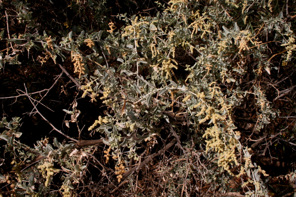 Atriplex nummularia subsp. nummularia (hero image)