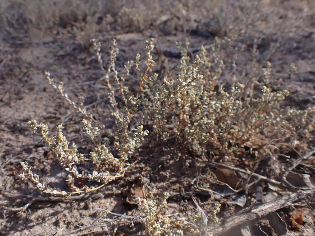 Atriplex pumilio (hero image)