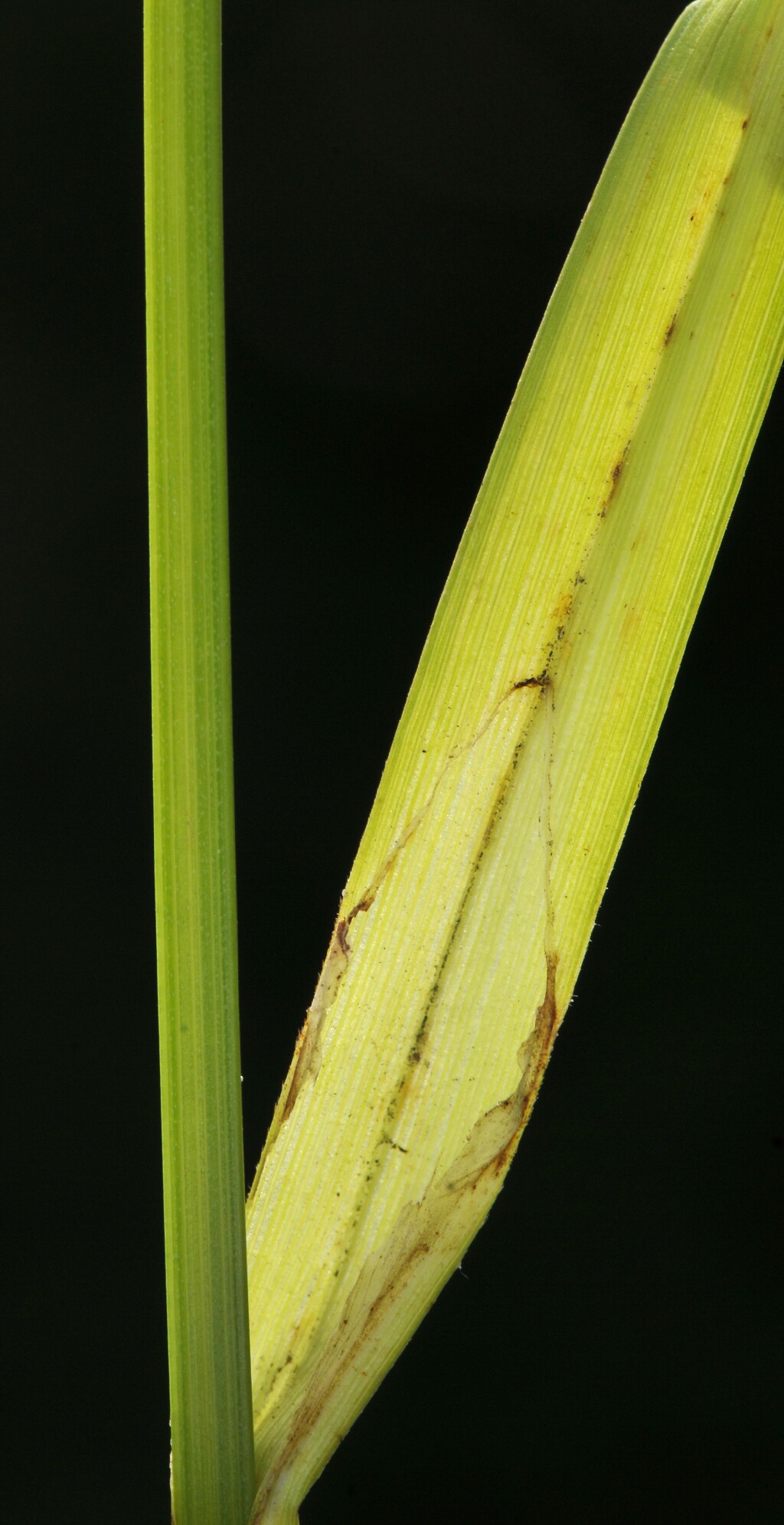 Carex brownii (hero image)