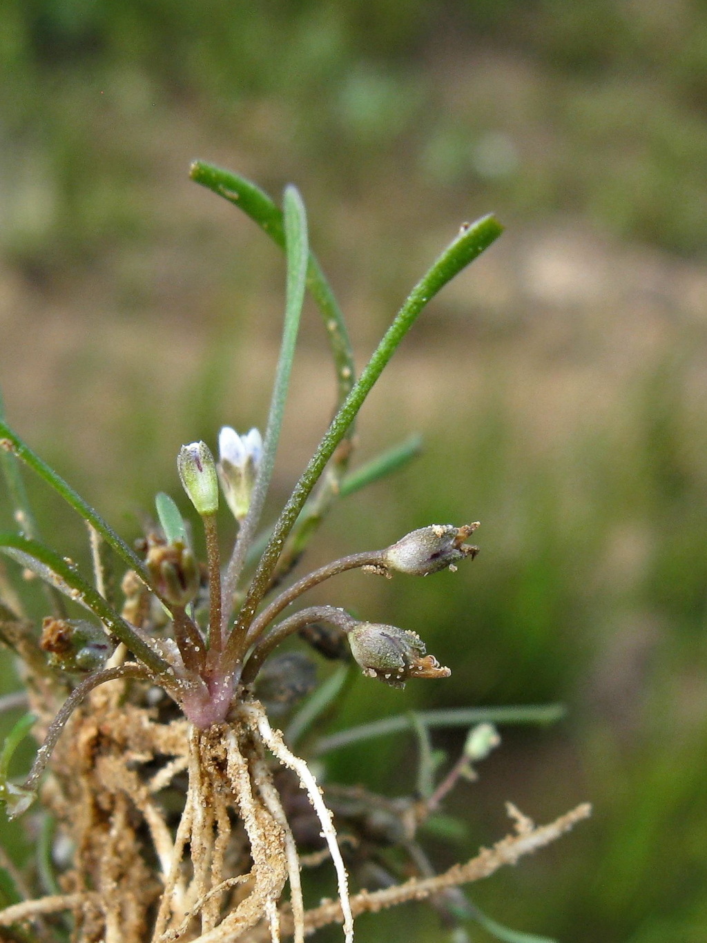 Limosella australis (hero image)