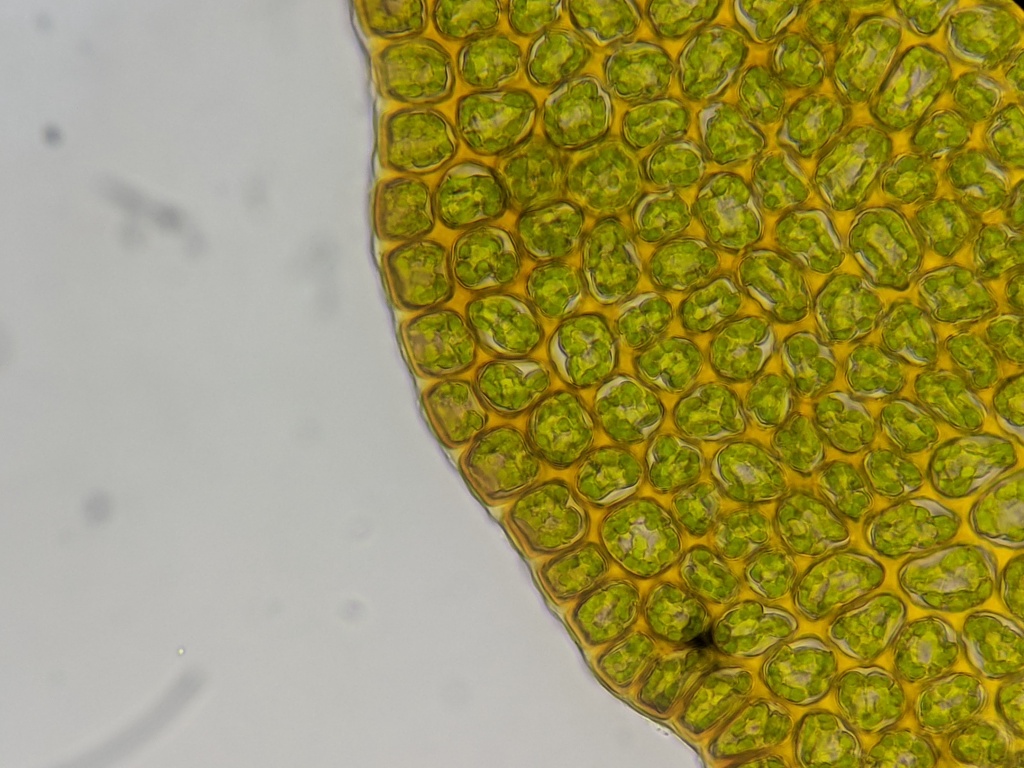 Andrewsianthus perigonialis (hero image)