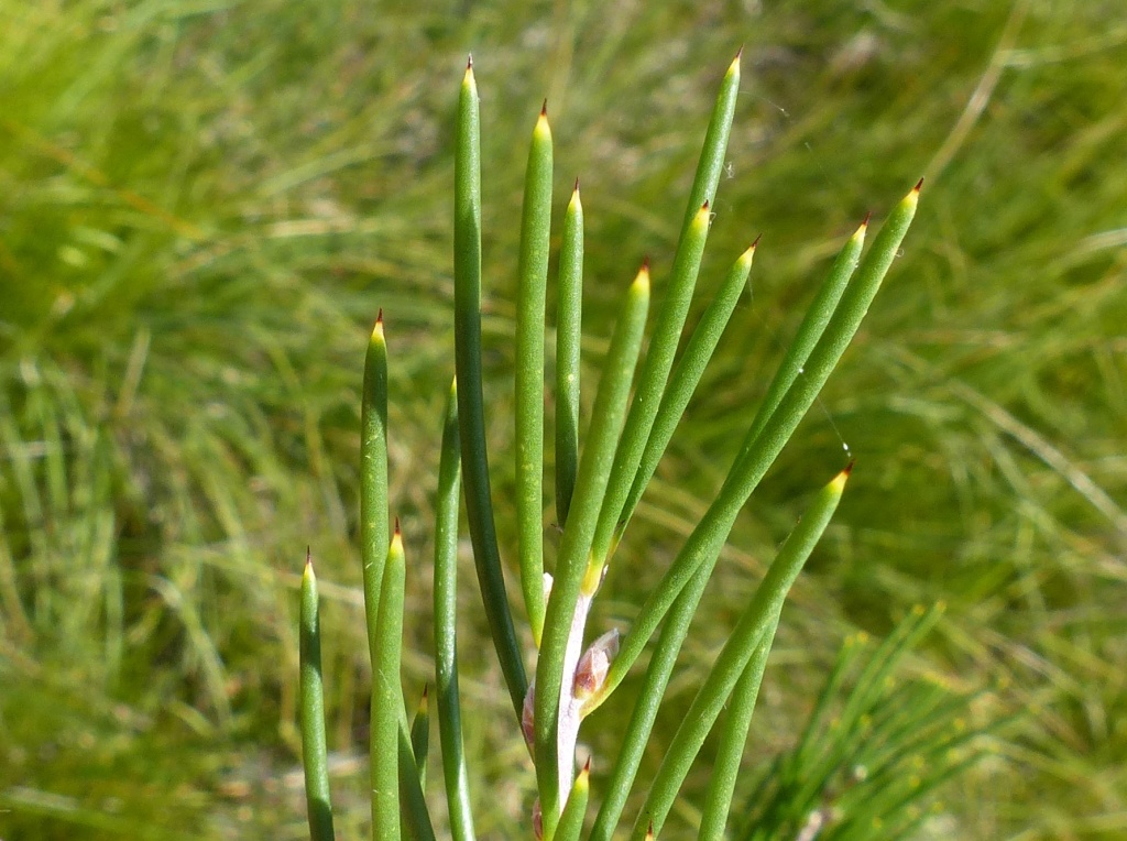 Hakea lissosperma (hero image)