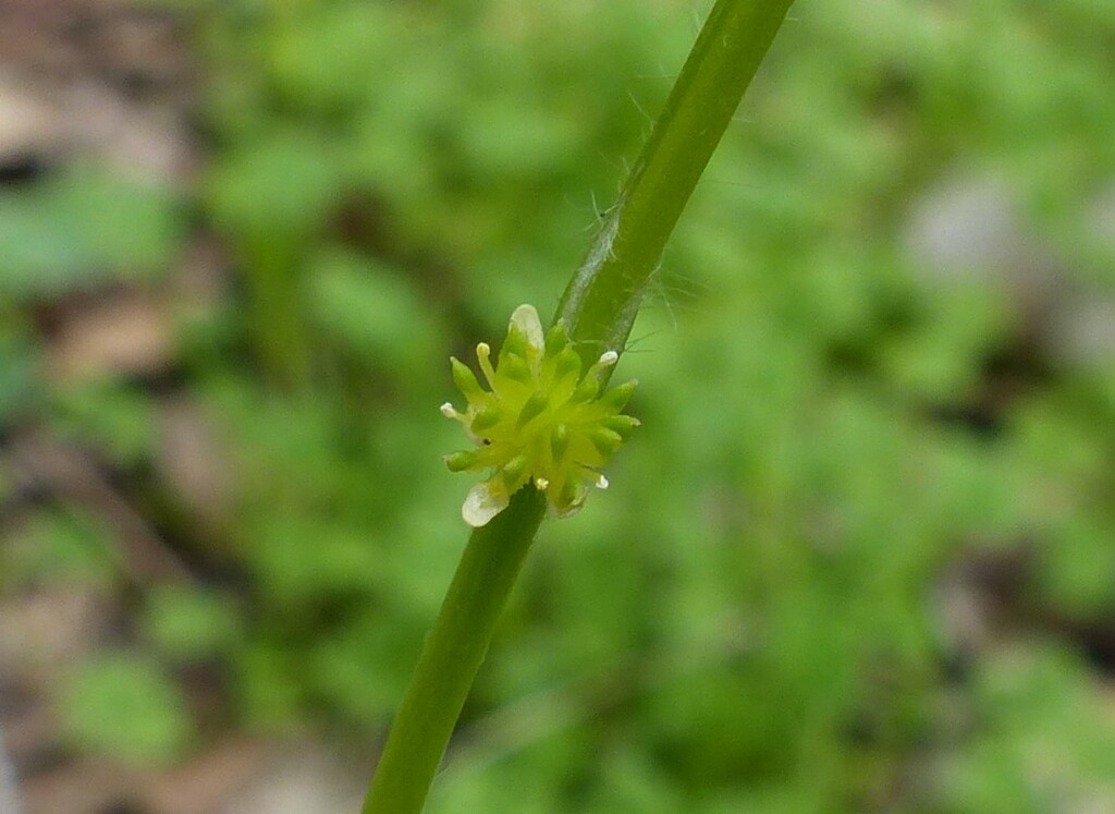 Ranunculus sessiliflorus (hero image)