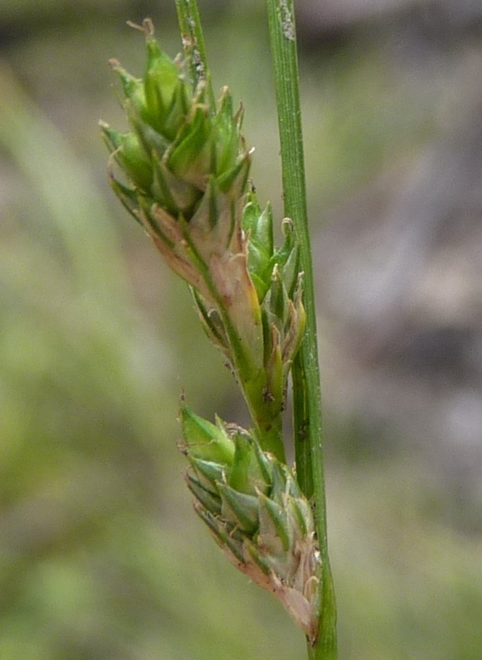 Carex breviculmis (hero image)