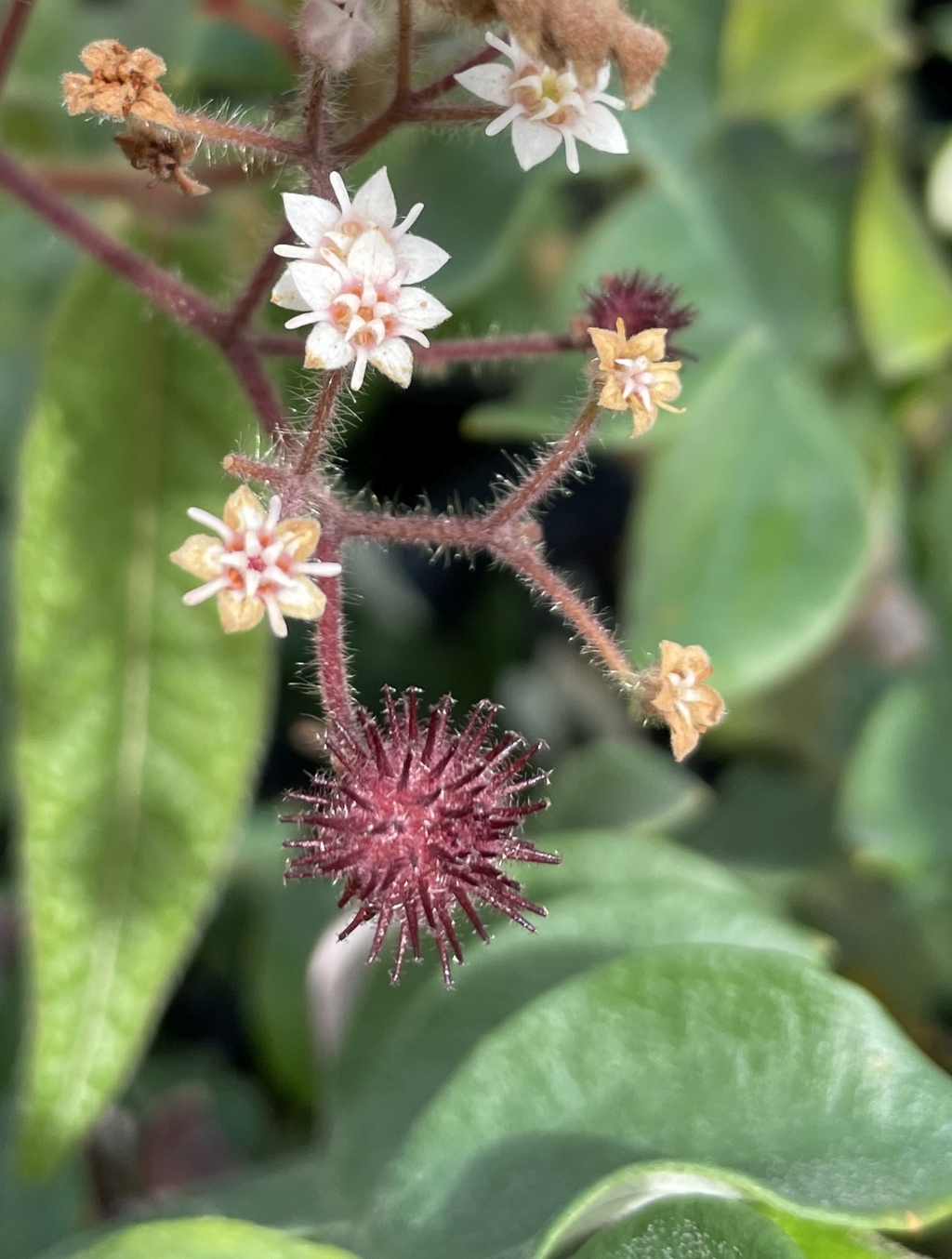 Commersonia dasyphylla (hero image)