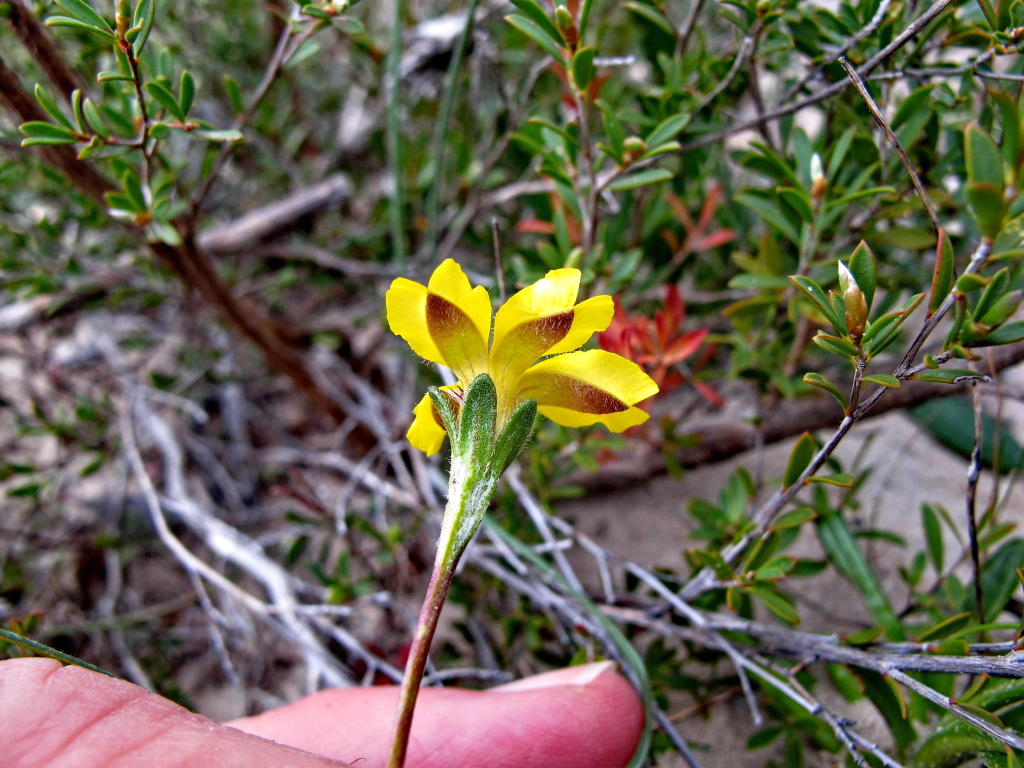 Goodenia geniculata (hero image)