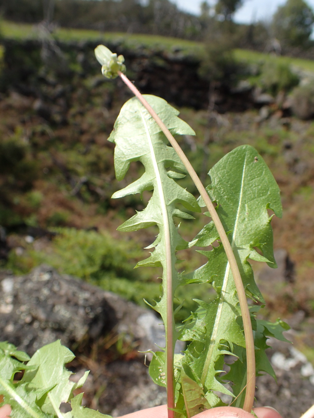 Taraxacum hepaticolor (hero image)