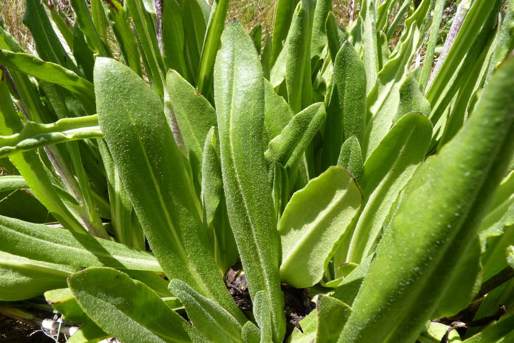 Podolepis robusta (hero image)