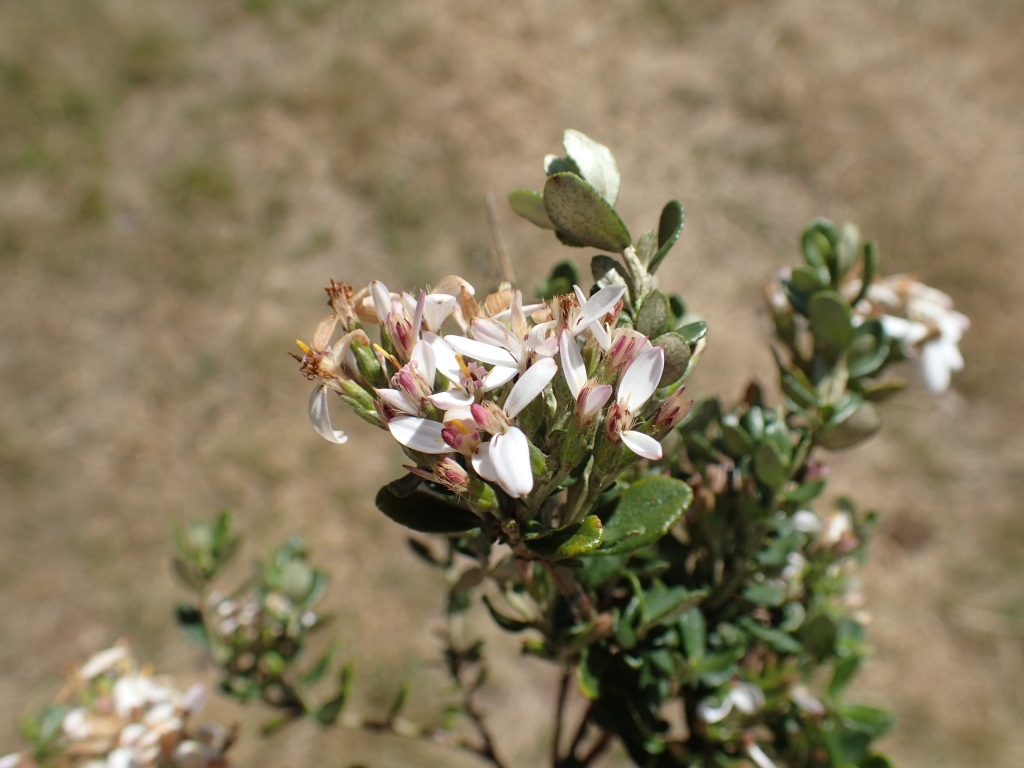 Olearia myrsinoides (hero image)