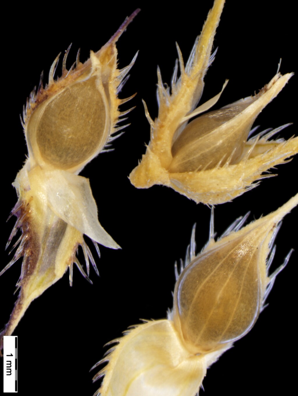 Echinochloa (hero image)