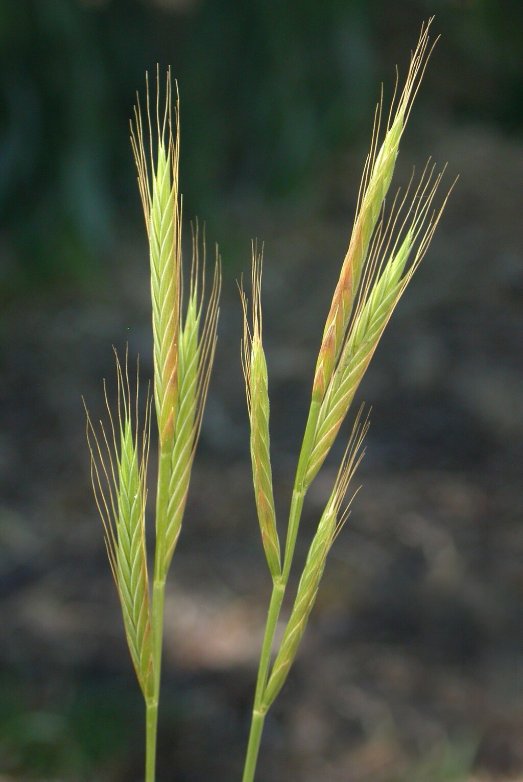 Brachypodium (hero image)