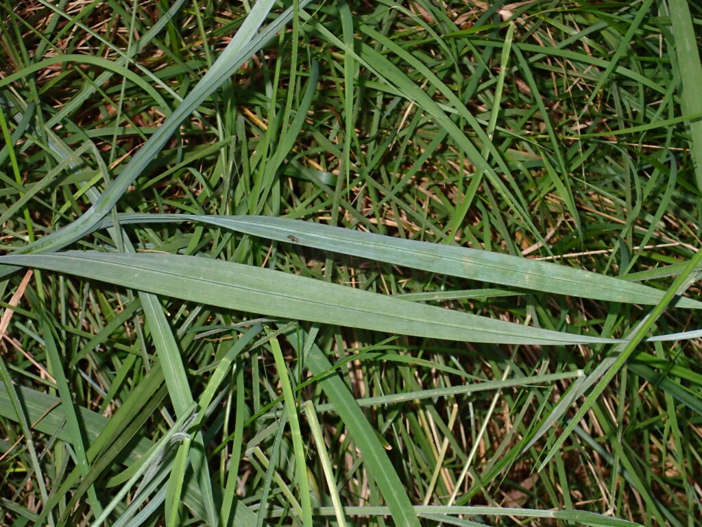 Gladiolus carneus (hero image)